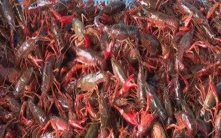 農(nóng)村養(yǎng)殖小龍蝦要注意什么，將黑魚和鱔魚作為重點防范對象