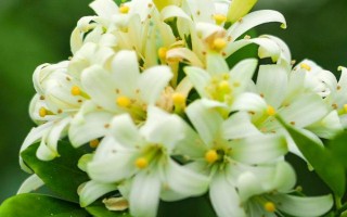 什么是山香木，是常見的小果薔薇