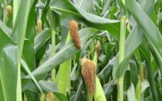 C6397玉米種子簡介，普通玉米品種