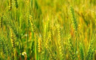 周麥22號小麥品種簡介，適宜播期10月上中旬