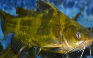 黃骨魚(yú)養(yǎng)多久才能上市，需養(yǎng)殖12-13個(gè)月才能售賣