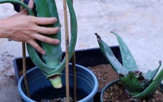 蘆薈的種植方法，選擇含腐殖質(zhì)的弱酸性沙質(zhì)土壤