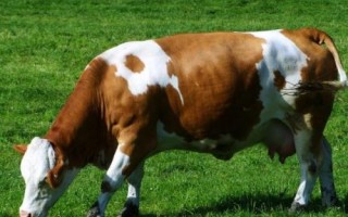 牛有多少個(gè)胃，具有瘤胃、網(wǎng)胃、瓣胃、皺胃