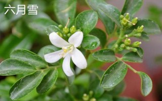 夏天有哪些花，常見的有荷花、睡蓮等