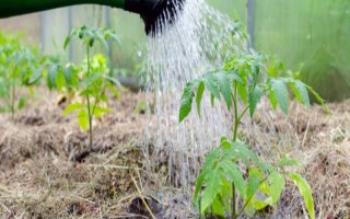大棚西紅柿怎么澆水，結(jié)果前期每隔7-10天澆一次