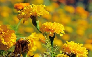 萬壽菊的形態(tài)特征，株高在150厘米左右