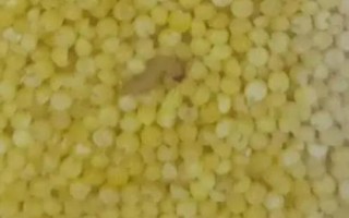 小米出蟲了還能吃嗎，把蟲子驅(qū)趕后便可食用