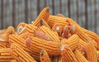 金穗315玉米種子特征特性，出苗至成熟120天