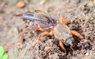 紅薯有哪些蟲害，要注意防治金龜子、金針蟲、螻蛄、地老虎