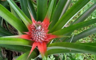 怎么養(yǎng)菠蘿花，適宜的生長溫度在20-35℃之間
