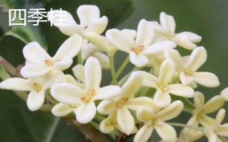 哪種桂花比較耐寒，丹桂可以忍耐零下13℃左右的低溫