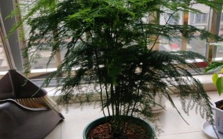 文竹長長藤的寓意，寓意著永恒
