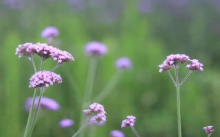 馬鞭草如何種植，播種時間為4月下旬-5月上旬