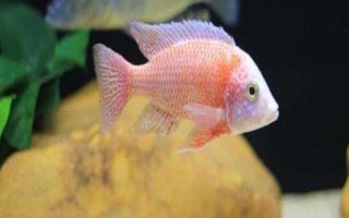 馬鯛魚好不好養(yǎng)，要求較高不易飼養(yǎng)