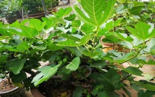 無花果的種植前景，當(dāng)前市場需求大前景可觀