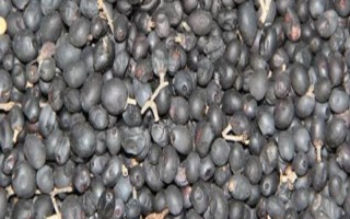 水蠟種子的種植方法，用溫水浸泡后再拌入河沙中播種