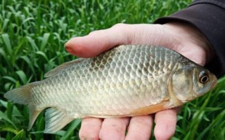 鯽魚(yú)的刺多嗎，身體較小但具有較多魚(yú)刺