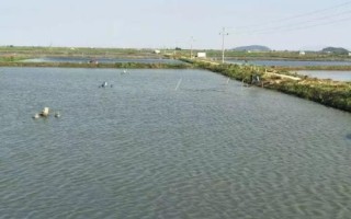 養(yǎng)殖黃辣丁的池塘條件，水深達(dá)到1.5-2米左右、淤泥厚度不超過20厘米