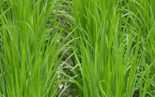 天優(yōu)洪6水稻種子簡(jiǎn)介，該品種株型適中