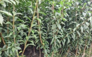 李子樹苗種植技術(shù)，一般在秋季落葉后至春季發(fā)芽前定植