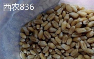 西農(nóng)小麥種子，常見這6種