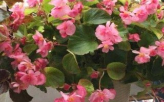 四季海棠如何修剪，一般在春季和秋季進行
