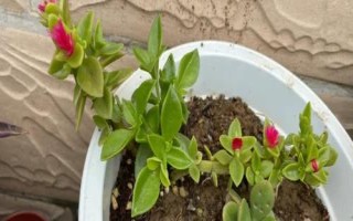 牡丹吊蘭是什么植物，屬多年生常綠草本植物