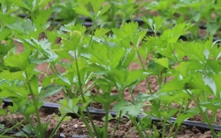 芹菜死苗的原因，原因有腐病、菌核病、黑腐病、猝倒病等