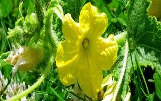 黃瓜為什么開花不結(jié)果，缺少養(yǎng)分、土壤板結(jié)、水分過多等因素均會造成