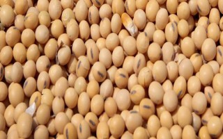 青酥11號大豆品種簡介，每畝保苗在1.8～2.2萬株