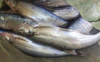 2號伊豆鉤適釣魚種，可釣獲鯽魚、白條、羅非魚等品種