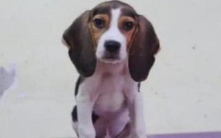 比格犬的訓(xùn)練方法，盡量在兩個月大的時候就開始訓(xùn)練