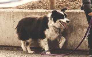 怎樣調(diào)理肥胖犬貓的飲食，應(yīng)控制能量和脂肪的攝入