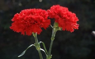 紅色康乃馨適合送什么人，適合贈送給母親或師長