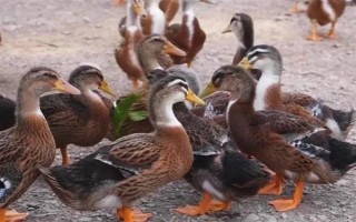 鴨子在夏季容易死亡的原因，一般是高溫、養(yǎng)殖密度大、感染病害等因素所致