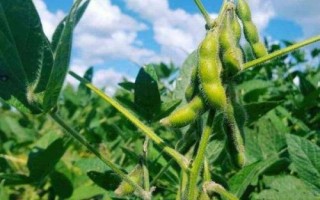 農(nóng)大豆6號大豆種子特點，畝留苗密度2－5萬株