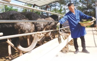 養(yǎng)殖戶對于飼料成本與飼養(yǎng)成本的誤區(qū)，飼料成本越低越好是一種錯誤的想法