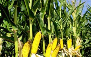 泓豐818玉米種子介紹，6月中上旬播種