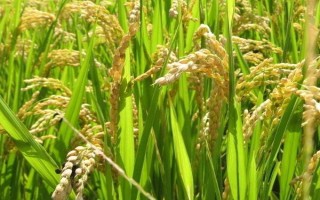 株兩優(yōu)10水稻種子簡(jiǎn)介，拋栽密度每平方米30蔸