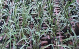 種植一畝蘭花的成本，大約需要5.5萬(wàn)元
