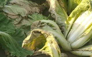 大白菜為什么會(huì)爛根，可能是受澇漚根、患有軟腐病等原因所導(dǎo)致