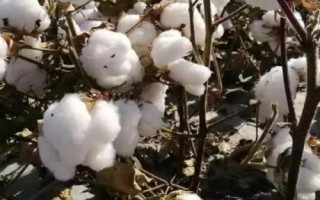 中棉所9711棉花種子特征特性，春播生育期116天