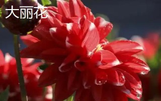 大麗花是不是天麻的一種，二者不是同類別的植物