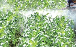 怎么防治玉米的蟲害，輪作倒茬、清潔田園可減少初侵染源