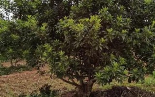 品質(zhì)較好的楊梅樹苗品種，荸薺楊梅為我國著名良種