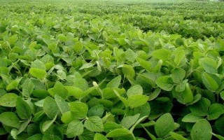中黃71大豆種子介紹，屬于高油品種
