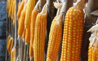 真金619玉米種子介紹，每畝底肥施農(nóng)家肥2000千克