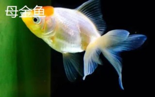 如何區(qū)分金魚的公母，成年后可通過觀察腹部區(qū)分