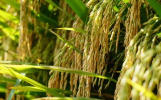 甬優(yōu)7053水稻品種簡介，每畝插0～2萬穴