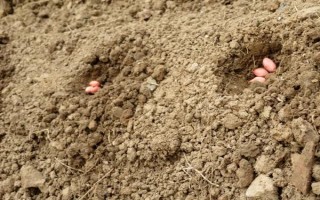 花生的種植技術(shù)，適宜在砂質(zhì)壤土中種植
